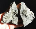 Trilobiet - Gefossiliseerd dier - Ellipsocephalus hoffi -