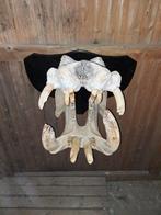 Nijlpaard Taxidermie wandmontage - Hippopotamus amphibius, Verzamelen, Nieuw