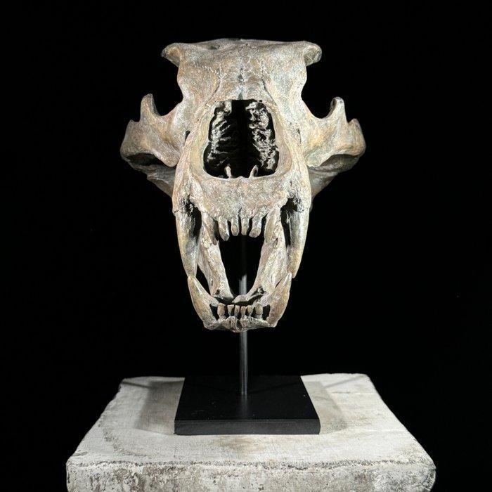 GEEN VEILIGINGPRIJS - Een replica van een ijsberen schedel, Antiek en Kunst, Kunst | Designobjecten