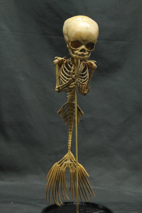 Zeemeerminnen skelet Skelet - - - 24 cm - 7 cm - 8 cm, Verzamelen, Dierenverzamelingen