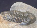 Trilobiet - Fossiel skelet - Hollardops - 6.5 cm