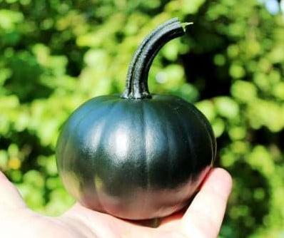 Black bear f1 pmt klein groen pompoen eetpompoentje 1000, Huis en Inrichting, Woonaccessoires | Kunstplanten en Kunstbloemen, Nieuw