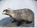 Das Taxidermie volledige montage - Meles meles (Mustelidae), Nieuw