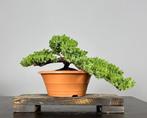 Jeneverbes bonsai (Juniperus) - Hoogte (boom): 25 cm -