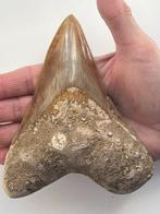 Enorme Megalodon tand 14,1 cm - Fossiele tand - Carcharocles