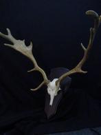 Fallow Buck Trophy Schedel - Dama dama - 44 cm - 70 cm - 73, Nieuw