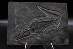 Fossiel - Fossiele matrix - Mixosaurus - 21.5 cm - 15.5 cm
