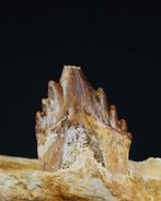 Vroege walvis - Basilosaurid - Gefossiliseerde kaak -