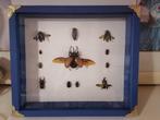 Coléoptères Support mural pour taxidermie - Eupatorus, Nieuw
