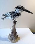 Ijsvogel - Ceryle rudis  - Pied Kingfisher - 10×5×22 cm