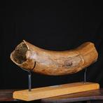 Fossiele slagtand van Mammuthus primigenius - Pleistoceen. -, Antiek en Kunst