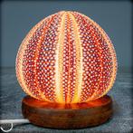 Decoratieve Kleidocidaris peroni Zeesterren-lamp- 154.12 g, Verzamelen, Mineralen en Fossielen