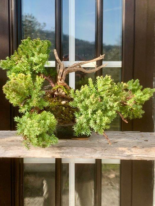 Jeneverbes bonsai (Juniperus) - Hoogte (boom): 17 cm -, Antiquités & Art, Curiosités & Brocante