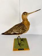 Black-tailed Godwit Taxidermie volledige montage - Limosa, Verzamelen, Nieuw