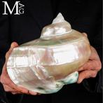 Vortex van parelmoer - Verzamelstuk - Turbo Marmoratus –, Verzamelen