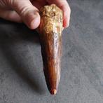 Dinosaurus - Fossiele tand - Sehr großer Spinosaurus