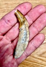 Zoogdier - Fossiele tand - Hyaenodon sp.