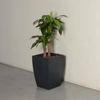 Plant in plantenpot, antraciet, 50 x 35 x 35 cm, Maison & Meubles, Plantes d'intérieur, Ophalen of Verzenden