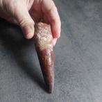 Dinosaurus - Fossiele tand - Spinosaurus aegyptiacus - 100