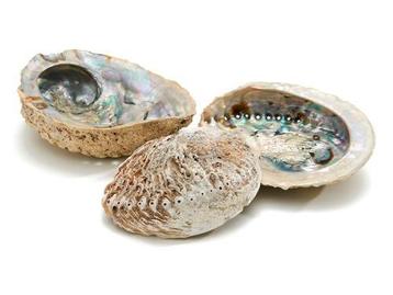 Abalone Xtra groot formaat +/- 14cm. per stuk