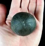 Indrukwekkende zee-egel, 49 mm!!! - Uitzonderlijke grootte