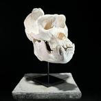 GEEN RESERVEPRIJS - Een replica van een Gorilla-schedel op, Verzamelen, Nieuw