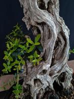 Olive Bonsai - Pièce de collection - Hauteur (arbre) : 40 cm