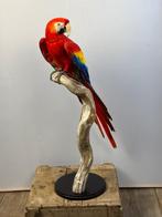 Scharlakenara Taxidermie volledige montage - ara macao - 83, Nieuw
