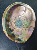 Escargot de mer Coquillage marin - Haliotis Rufescens (Sans, Antiek en Kunst