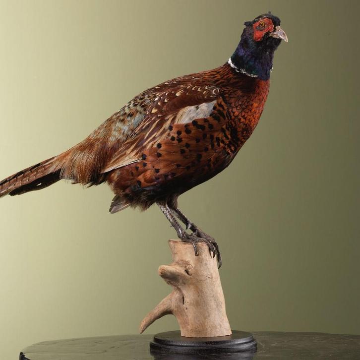 Fazant Taxidermie Opgezette Dieren By Max, Verzamelen, Dierenverzamelingen, Opgezet dier, Nieuw, Vogel, Ophalen of Verzenden