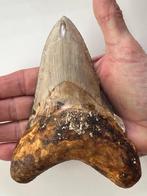 Enorme Megalodon tand 14,4 cm - Fossiele tand - Carcharocles, Verzamelen, Mineralen en Fossielen