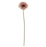 Gerbera 53 cm OudRoze Zijden bloemen / st, Huis en Inrichting, Nieuw