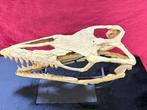 Mosasaurus - Fossiele schedel - Prognathodon sp - 60 cm - 22, Verzamelen, Mineralen en Fossielen