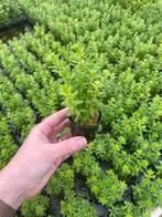 Rotala Bossii (Aquariumplanten, Aquarium producten), Dieren en Toebehoren, Verzenden, Nieuw, Verlichting of Verwarming