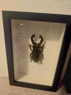 Neushoornkever Taxidermie volledige montage - Oryctes, Verzamelen, Dierenverzamelingen, Nieuw