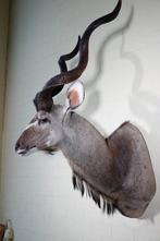 Greater Kudu Shoulder-mount - Schedel - Tragelaphus, Collections, Collections Animaux