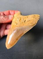Megalodon - Fossiele tand - 124 mm - 89 mm, Verzamelen