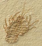 Le crustacé fossile le plus fin sur pierre - - Animal