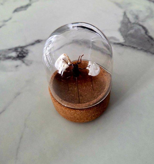 Europese hornaar Taxidermie volledige montage - Vespa crabro, Verzamelen, Dierenverzamelingen