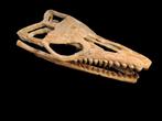Mosasaurus - Fossiele schedel - 62 cm - 36 cm