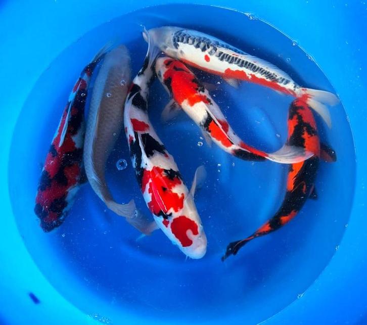 Hirasawa Marusei 45-55cm (Japanse Koi), Tuin en Terras, Vijvers, Nieuw, Ophalen of Verzenden