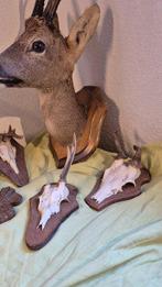 Reebok Taxidermie wandmontage - Capreolus capreolus -, Verzamelen, Nieuw