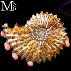 Ammoniet fossiel Lucidata – Madagaskar - Fossiel fragment -