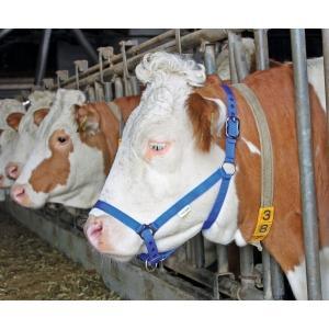 Licol bovin comice bleu, Articles professionnels, Agriculture | Aliments pour bétail