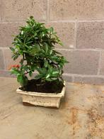 Vuurdoorn bonsai (Pyracantha) - Hoogte (boom): 23 cm -, Antiek en Kunst