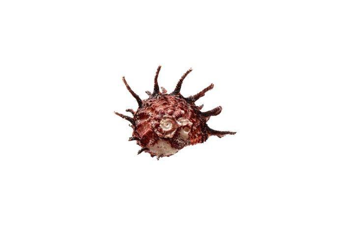 Dolfijn schelp met operculum  verzamelobject  geen, Antiek en Kunst, Curiosa en Brocante