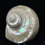 Fantastische en grote schelp! Turbo Marmoratus gepolijst.