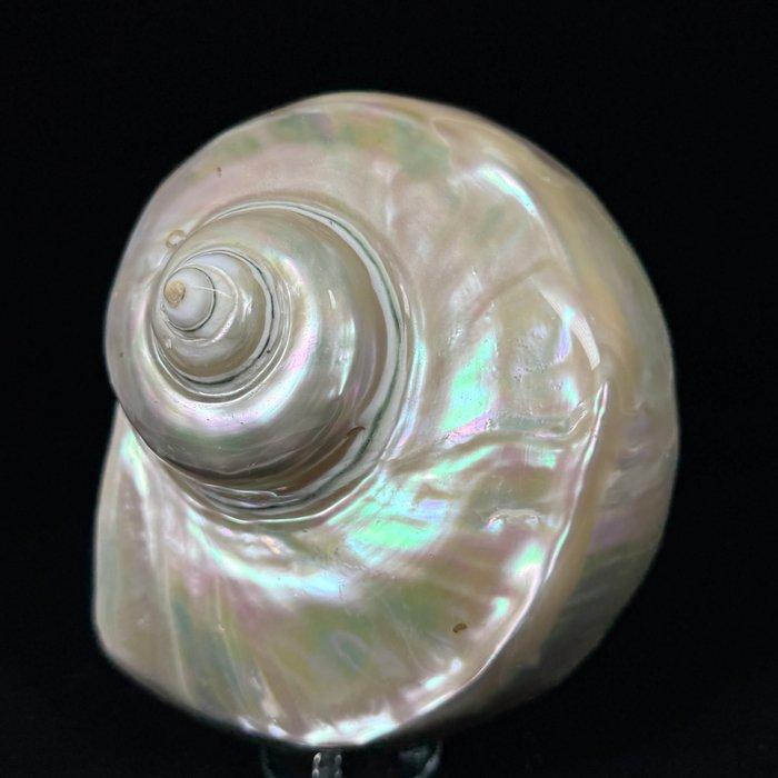 Fantastische en grote schelp! Turbo Marmoratus gepolijst., Antiek en Kunst, Curiosa en Brocante