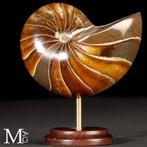 Fossil Nautilus op decoratieve standaard. - Gefossiliseerde, Verzamelen