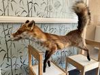 Renard roux Support de corps entier pour taxidermie - Red, Verzamelen, Nieuw